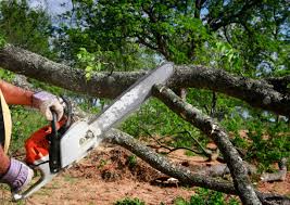 How Our Tree Care Process Works  in Bloomville, OH